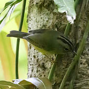 Golden-crowned Warbler