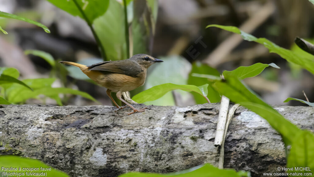 Buff-rumped Warbleradult