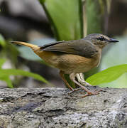 Buff-rumped Warbler