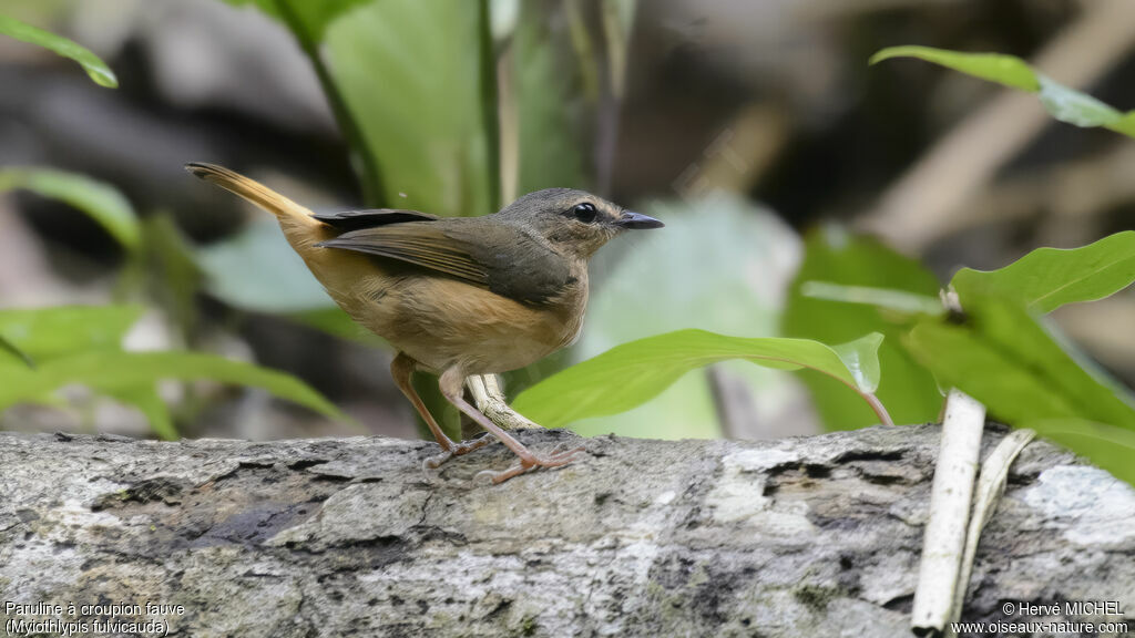 Buff-rumped Warbler