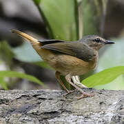 Buff-rumped Warbler