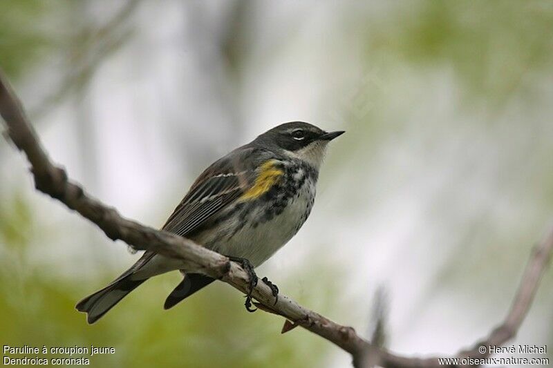 Myrtle Warbler female adult breeding