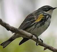 Myrtle Warbler