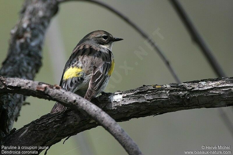 Myrtle Warbler female adult breeding