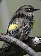 Myrtle Warbler