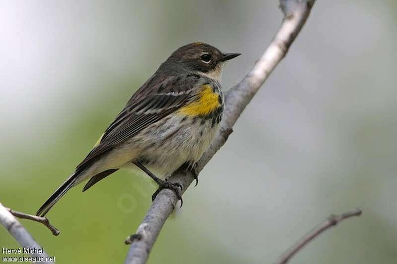 Myrtle Warbler female adult, identification