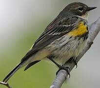 Myrtle Warbler