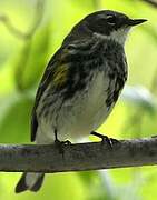 Myrtle Warbler