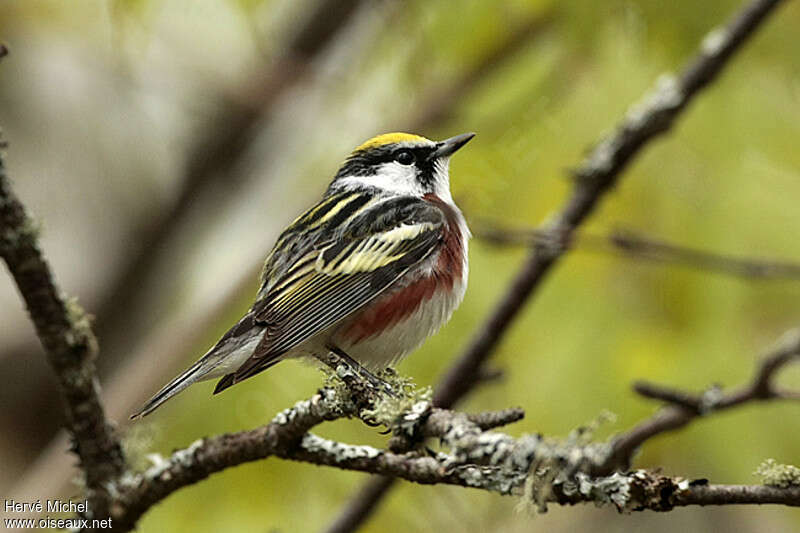 Chestnut-sided Warbler male adult breeding