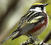 Chestnut-sided Warbler