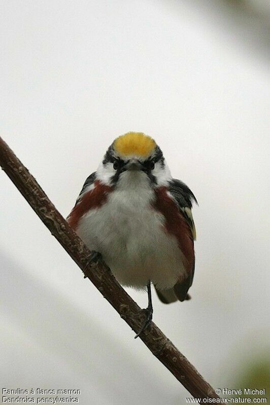 Chestnut-sided Warbler male adult breeding