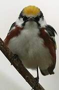 Chestnut-sided Warbler