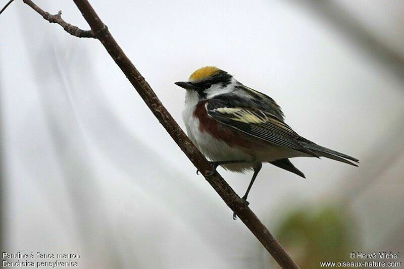 Chestnut-sided Warbler male adult breeding