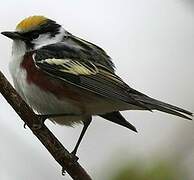 Chestnut-sided Warbler