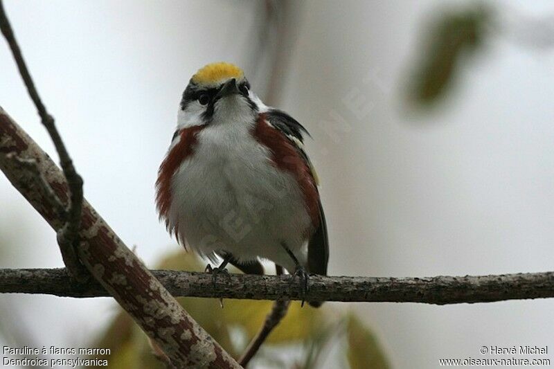 Chestnut-sided Warbler male adult breeding