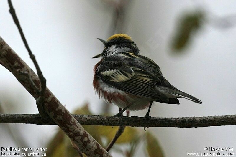 Chestnut-sided Warbler male adult breeding