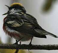 Chestnut-sided Warbler