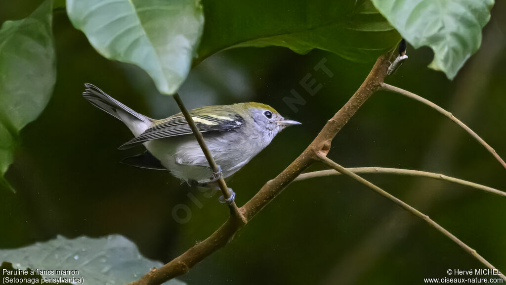 Chestnut-sided WarblerFirst year