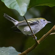 Chestnut-sided Warbler