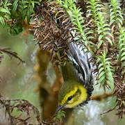 Black-throated Green Warbler