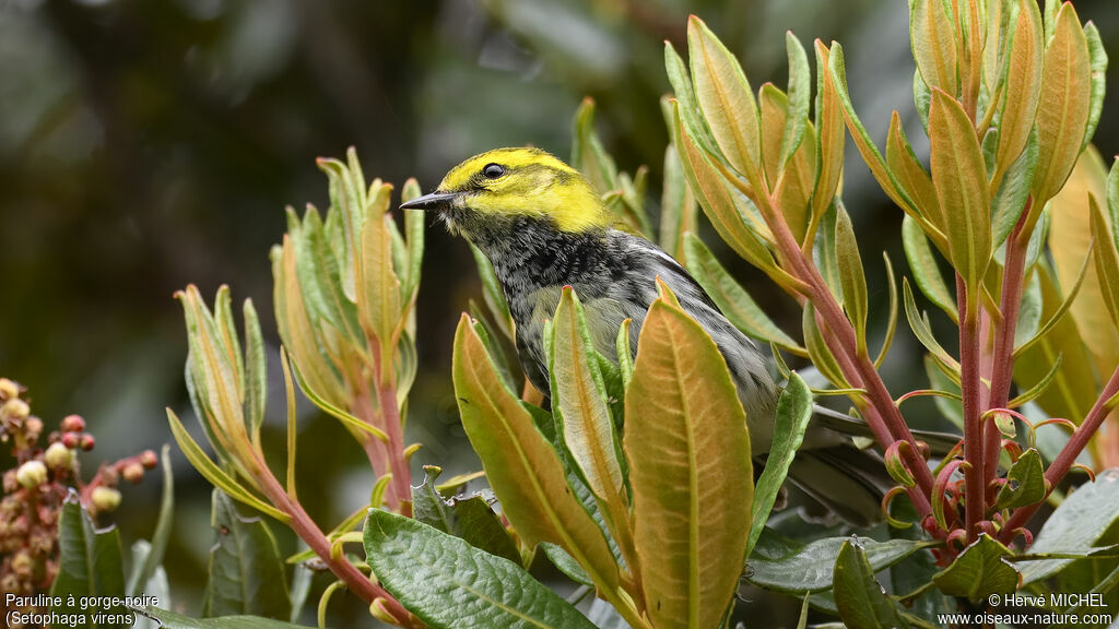 Black-throated Green Warbler