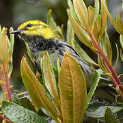 Black-throated Green Warbler