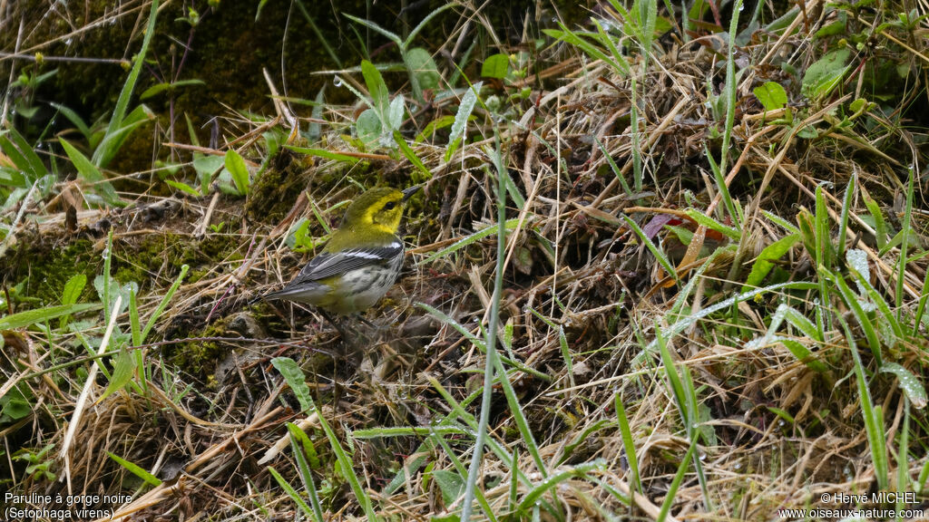 Black-throated Green Warbler