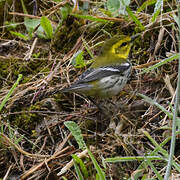 Black-throated Green Warbler