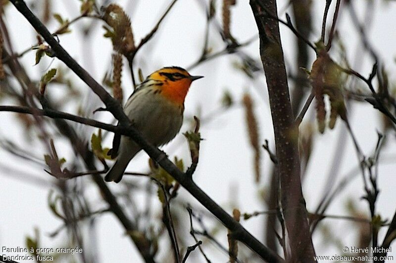 Blackburnian Warbler male adult breeding