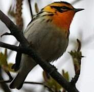 Blackburnian Warbler