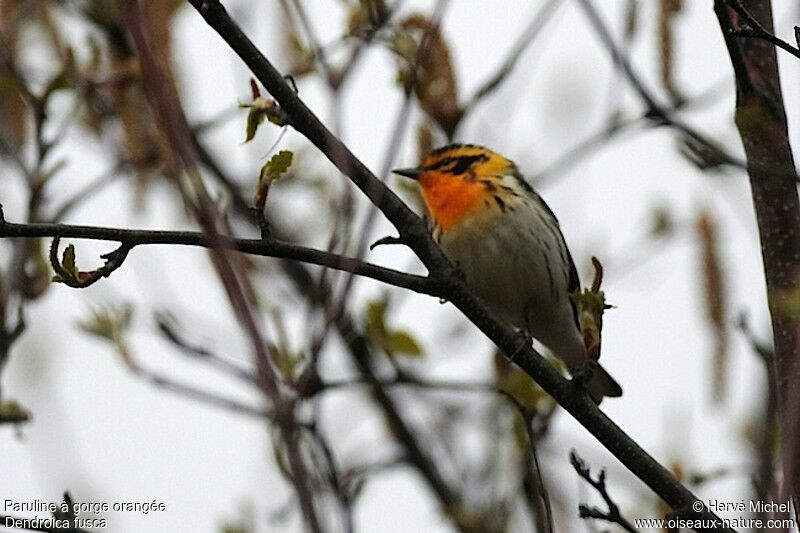 Blackburnian Warbler male adult breeding