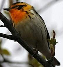 Paruline à gorge orangée