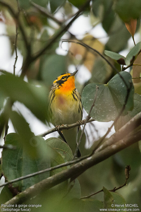 Blackburnian Warbler male