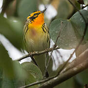 Blackburnian Warbler