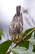 Blackburnian Warbler