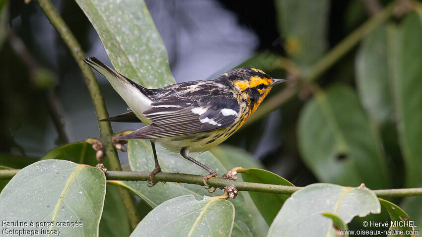 Blackburnian Warbler male