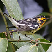 Blackburnian Warbler