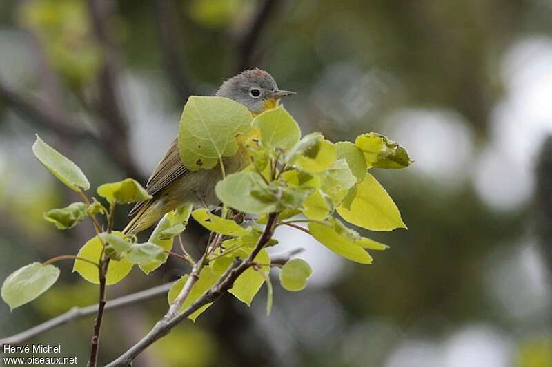 Paruline à joues grises mâle adulte nuptial, habitat