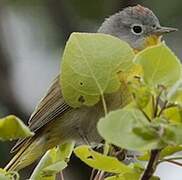 Nashville Warbler