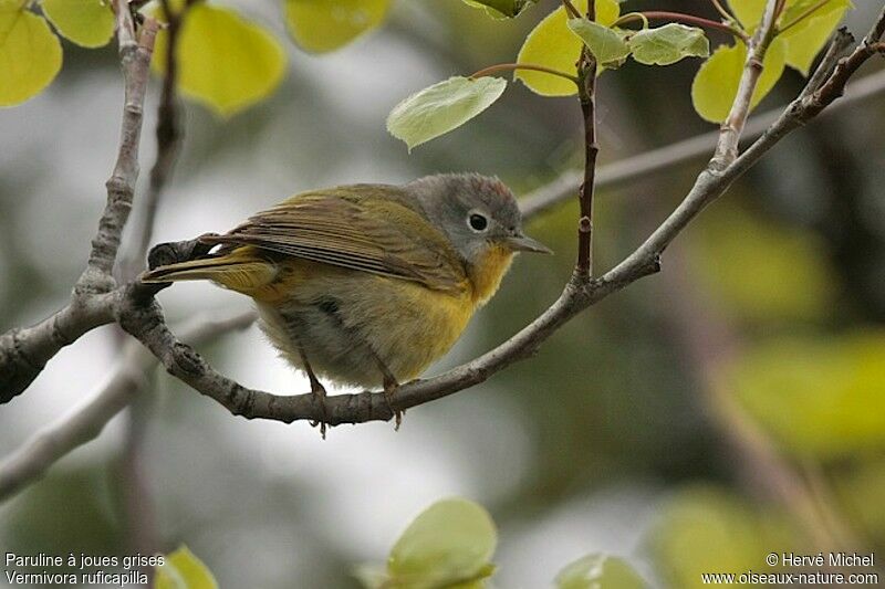 Nashville Warbler male adult breeding