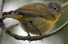 Nashville Warbler