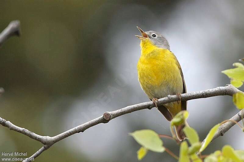 Paruline à joues grises mâle adulte nuptial, chant