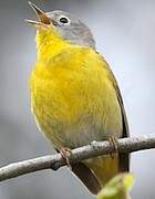 Nashville Warbler