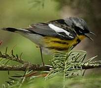 Magnolia Warbler