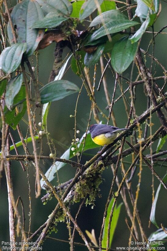 Slate-throated Whitestart