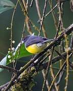 Slate-throated Whitestart