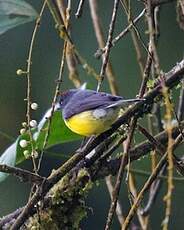 Paruline ardoisée