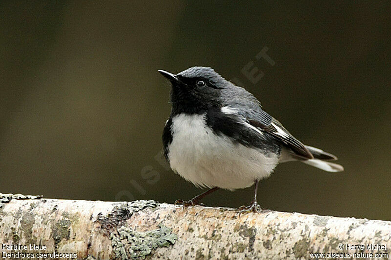 Black-throated Blue Warbler male adult breeding