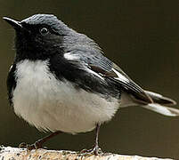 Black-throated Blue Warbler