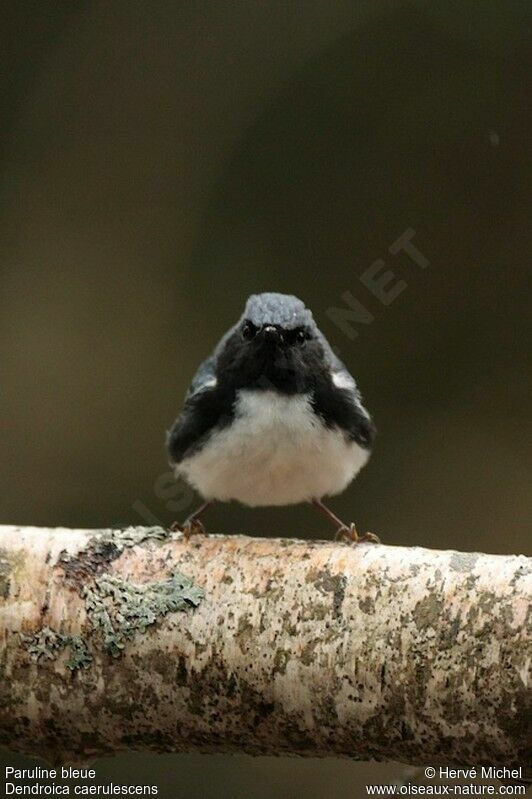 Black-throated Blue Warbler male adult breeding